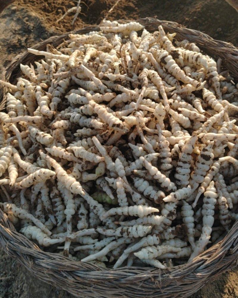 螺丝菜