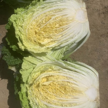 本地精品纯黄心大白菜大量上市