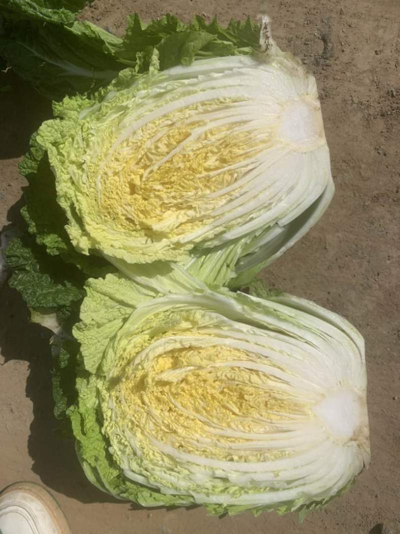 本地精品纯黄心大白菜大量上市