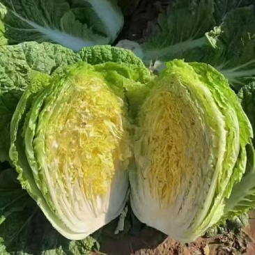 辽宁黄心白菜