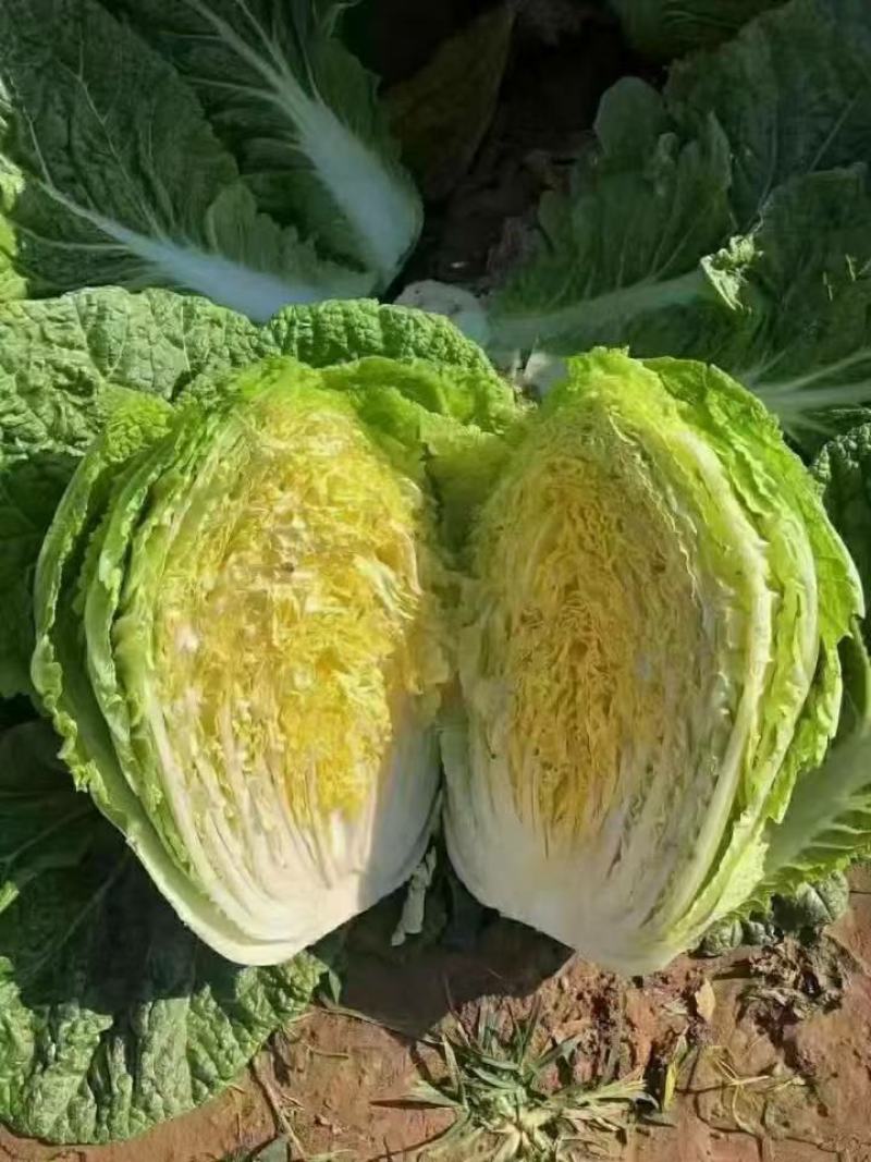 辽宁黄心白菜