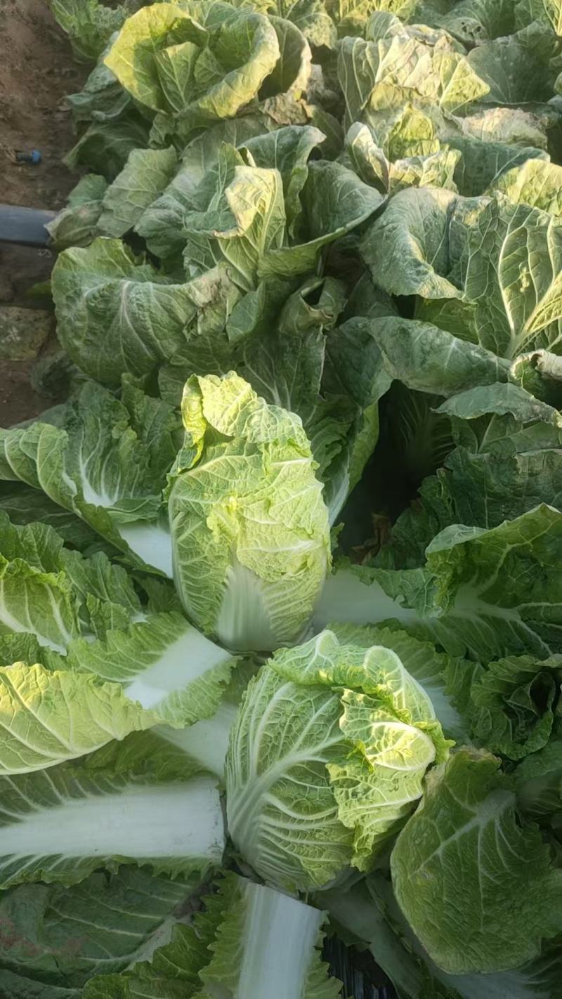 辽宁黄心白菜