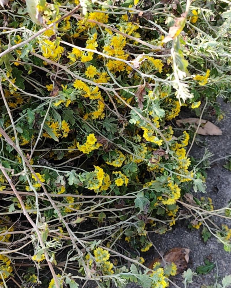河南信阳野菊花