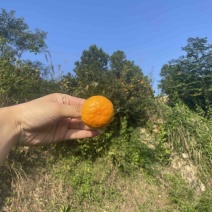 涌泉蜜桔精品货，带叶蜜桔均有，详情可电议！