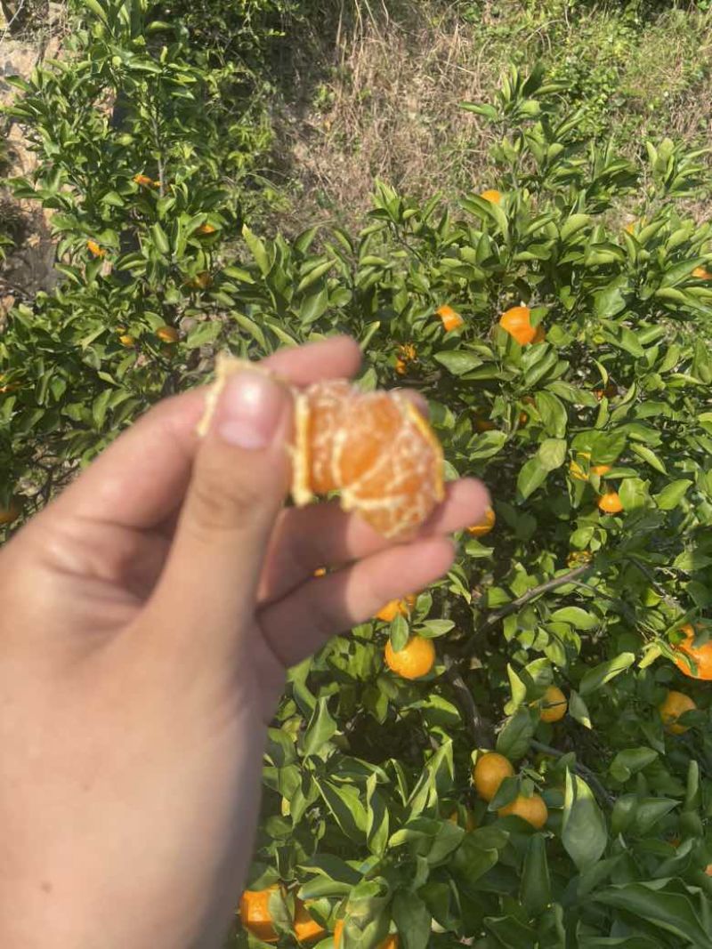 涌泉蜜桔精品货，带叶蜜桔均有，详情可电议！