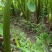 2024正宗云南牛奶芋头新鲜现挖红芽毛芋头当季软糯小艿芋香芋