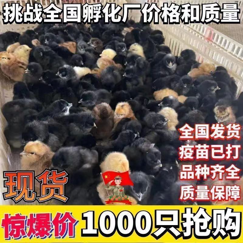五黑鸡苗诚信商家买1000送200包防疫包运输货到满意付
