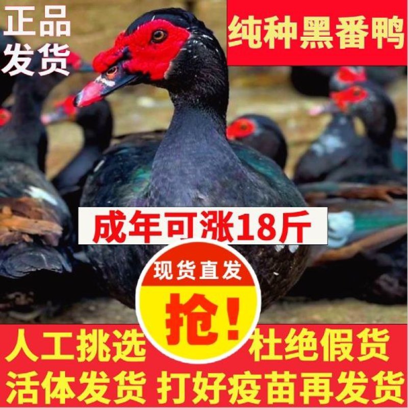 番鸭苗诚信商家买1000送200包防疫包运输货到满意