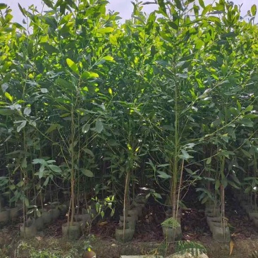 马占相思80-200，低价出售