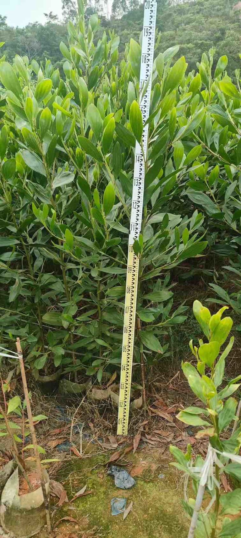 马占相思80-200，低价出售