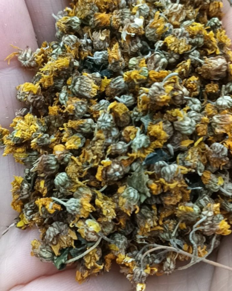 安徽合肥野菊花