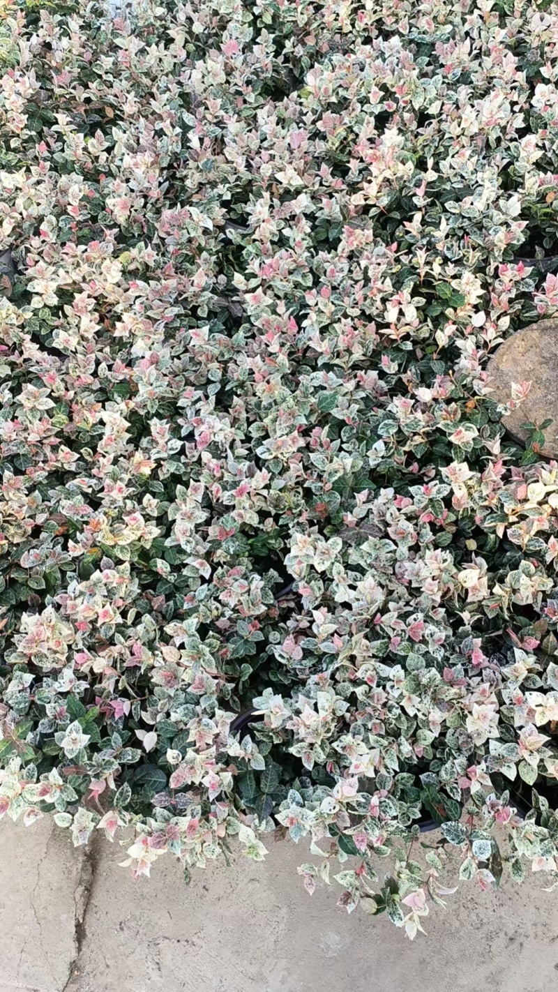 花叶络石