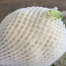 精品松花