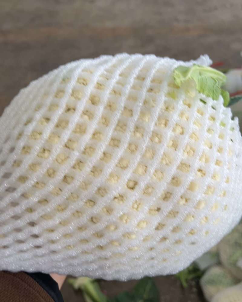 精品松花