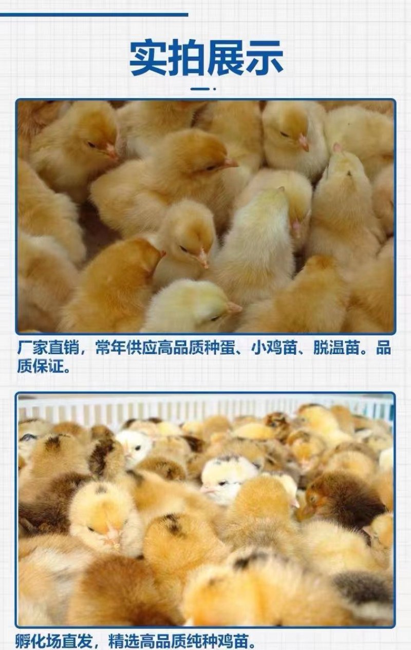 麻鸡苗诚信商家买1000送200包防疫包运输货到满意付款