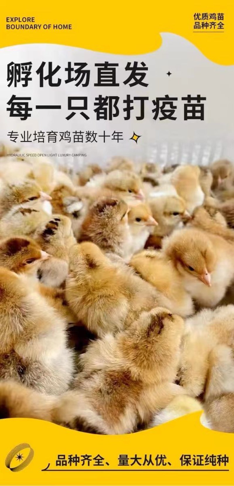麻鸡苗诚信商家买1000送200包防疫包运输货到满意付款