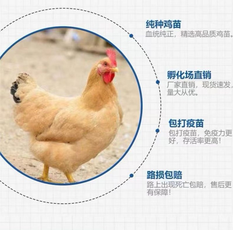 麻鸡苗诚信商家买1000送200包防疫包运输货到满意付款