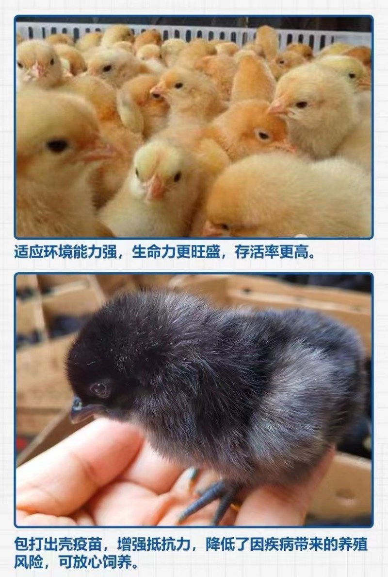 麻鸡苗诚信商家买1000送200包防疫包运输货到满意付款