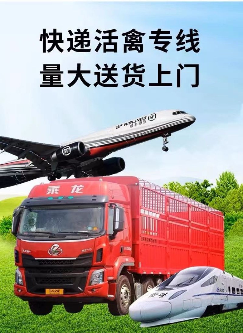 麻鸡苗诚信商家买1000送200包防疫包运输货到满意付款