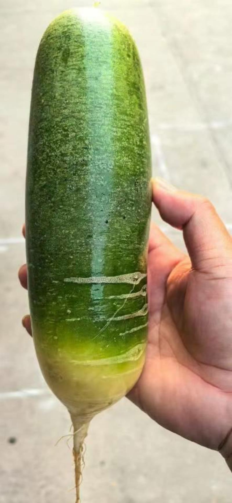 辽宁青皮萝卜便宜了
