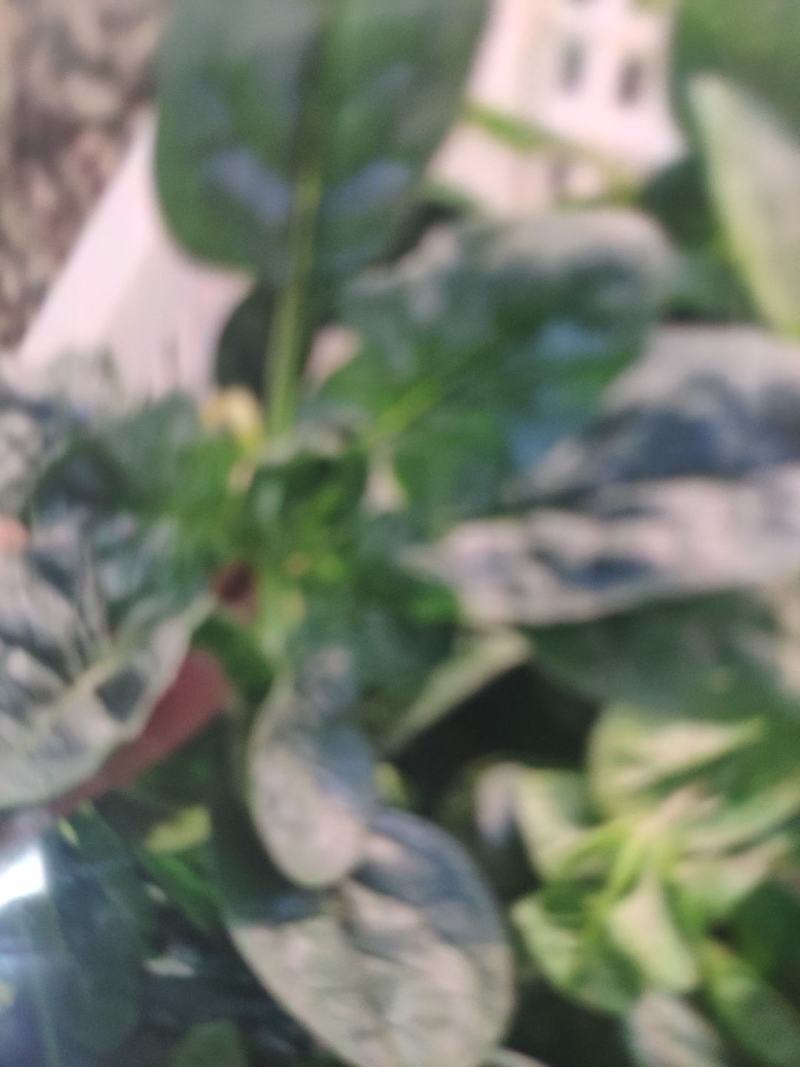 菠菜