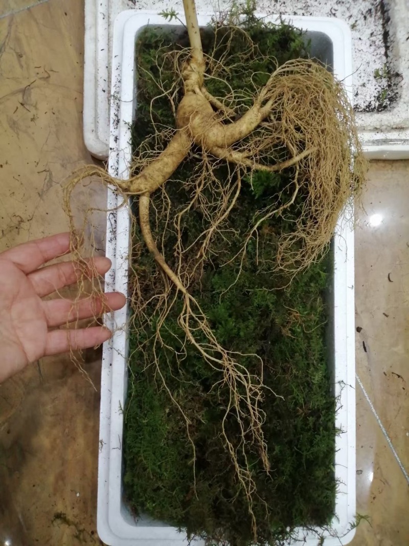 大量东北野生榛蘑养殖林蛙野生猴头菇东北野人参