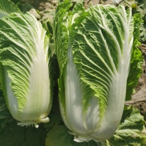 伊宁县园艺场大白菜