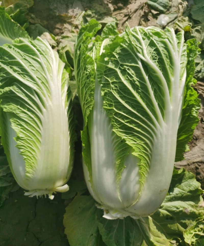 伊宁县园艺场大白菜