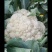 伊宁县园艺场花菜
