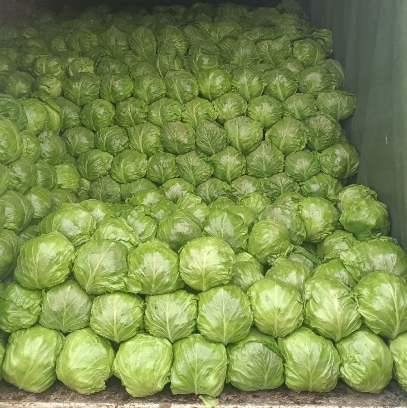 伊宁县园艺场圆包菜