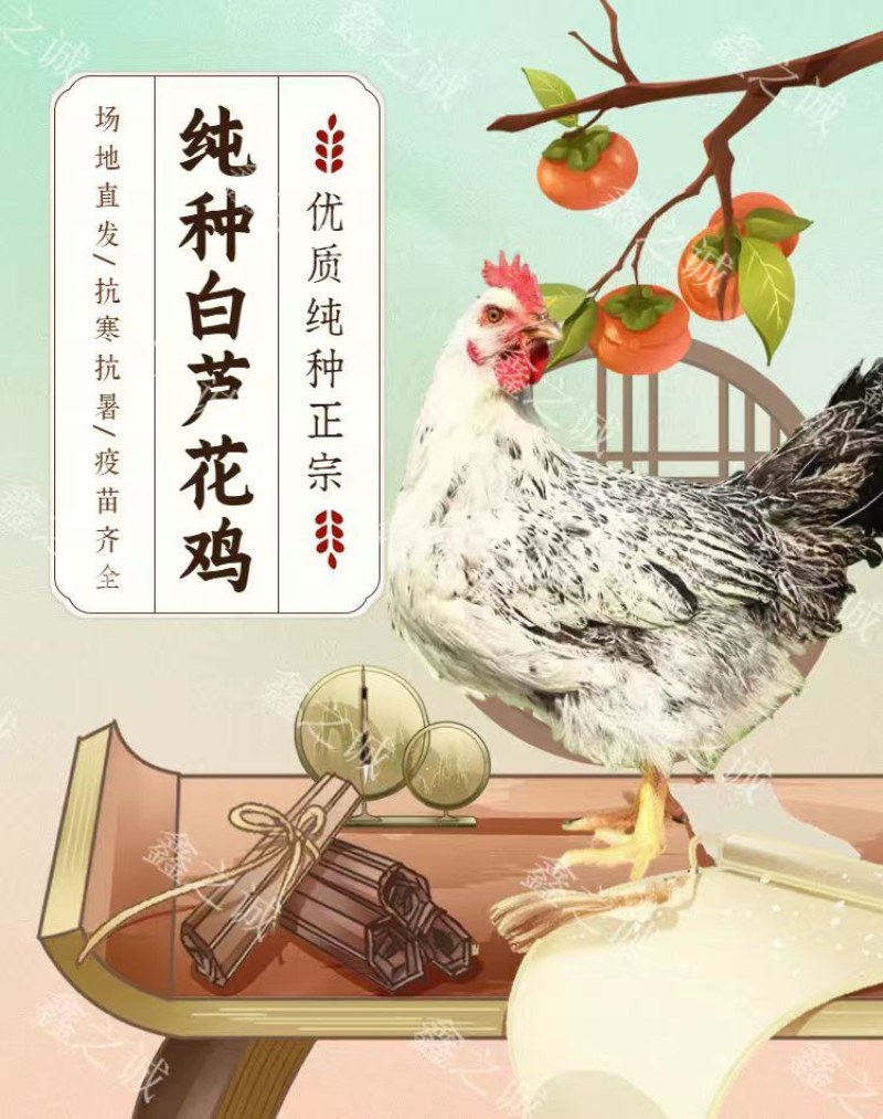 芦花鸡苗诚信商家买1000送200包防疫包运输货到满意付
