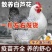 芦花鸡苗诚信商家买1000送200包防疫包运输货到满意付
