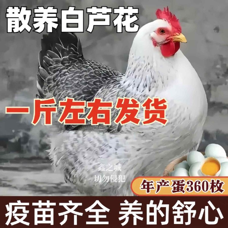 芦花鸡苗诚信商家买1000送200包防疫包运输货到满意付