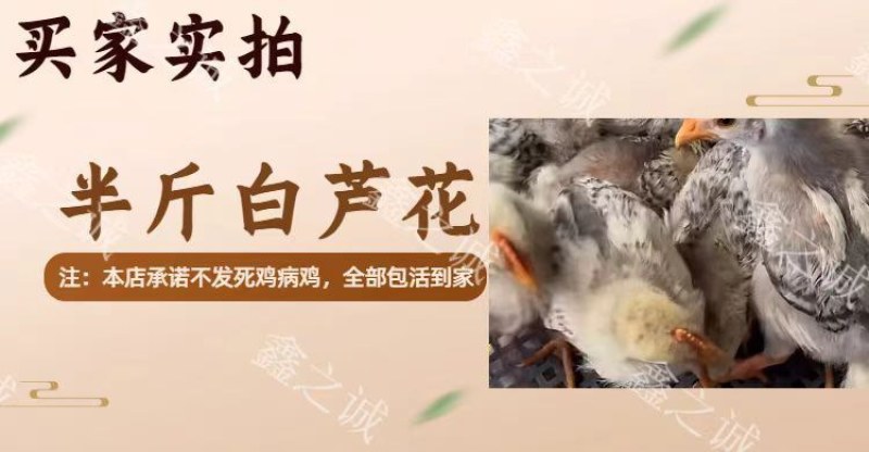 芦花鸡苗诚信商家买1000送200包防疫包运输货到满意付