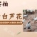 芦花鸡苗诚信商家买1000送200包防疫包运输货到满意付