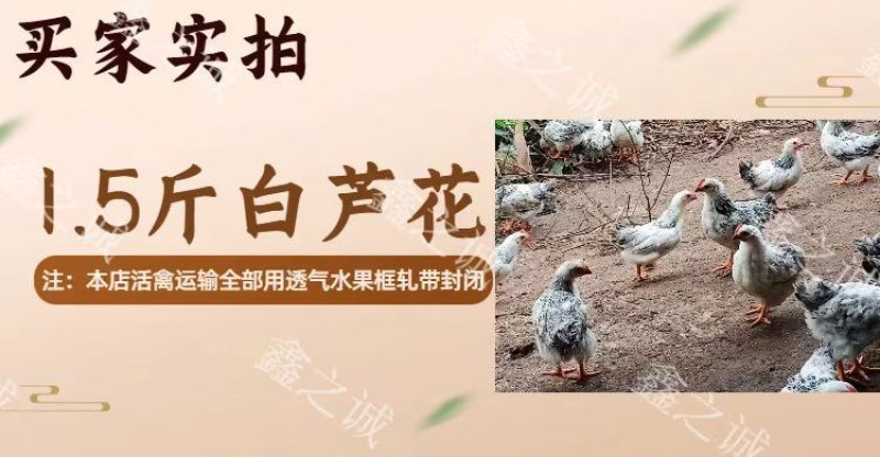 芦花鸡苗诚信商家买1000送200包防疫包运输货到满意付