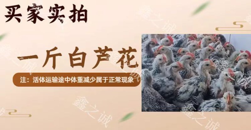 芦花鸡苗诚信商家买1000送200包防疫包运输货到满意付