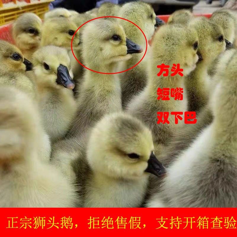 狮头鹅苗诚信商家买1000送200包防疫包运输货到满意付