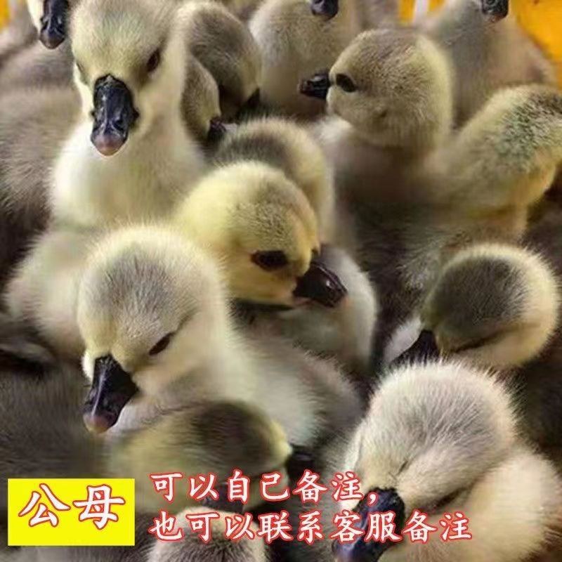 狮头鹅苗诚信商家买1000送200包防疫包运输货到满意付