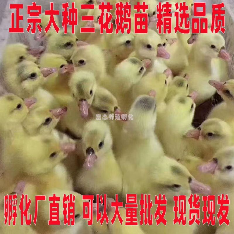 三花鹅苗诚信商家买1000送200包防疫包运输货到满意付