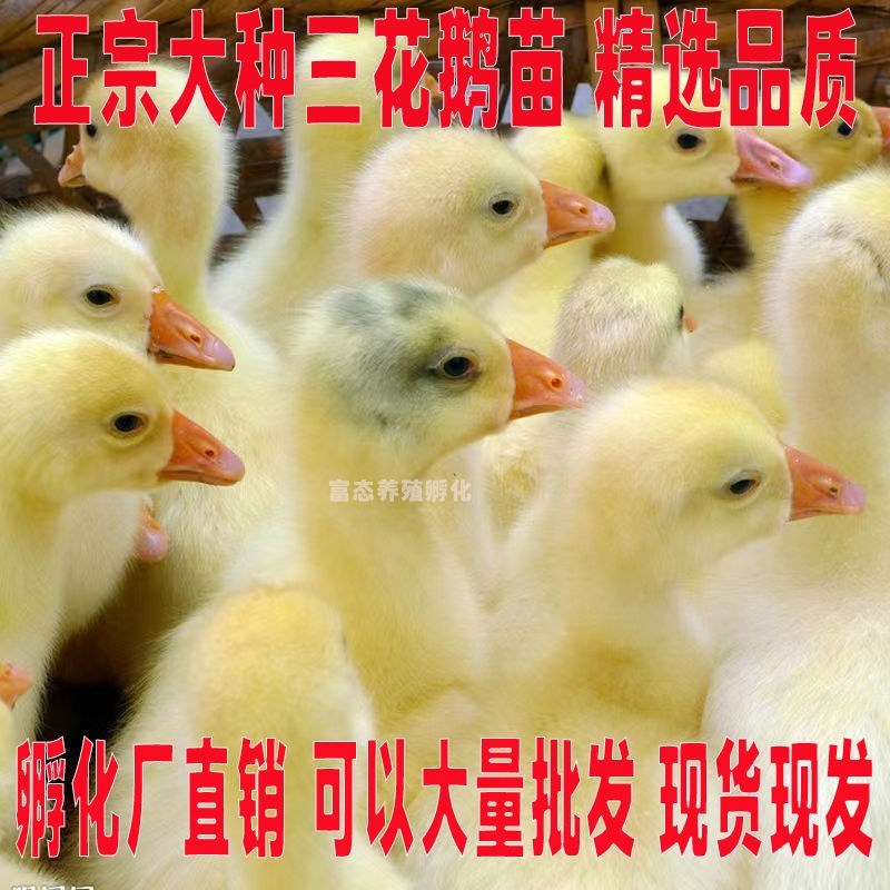 三花鹅苗诚信商家买1000送200包防疫包运输货到满意付