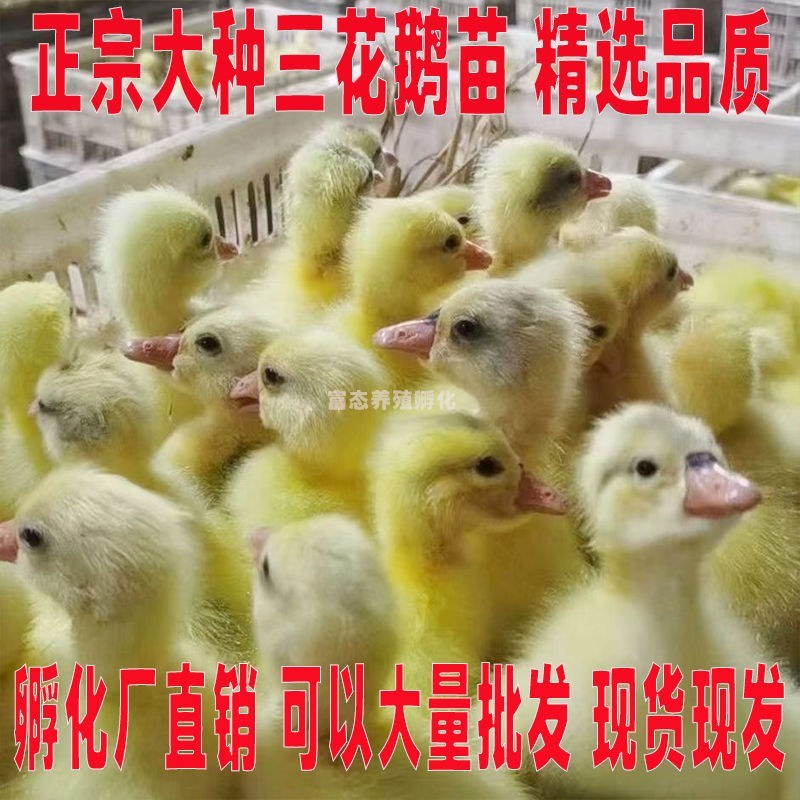 三花鹅苗诚信商家买1000送200包防疫包运输货到满意付