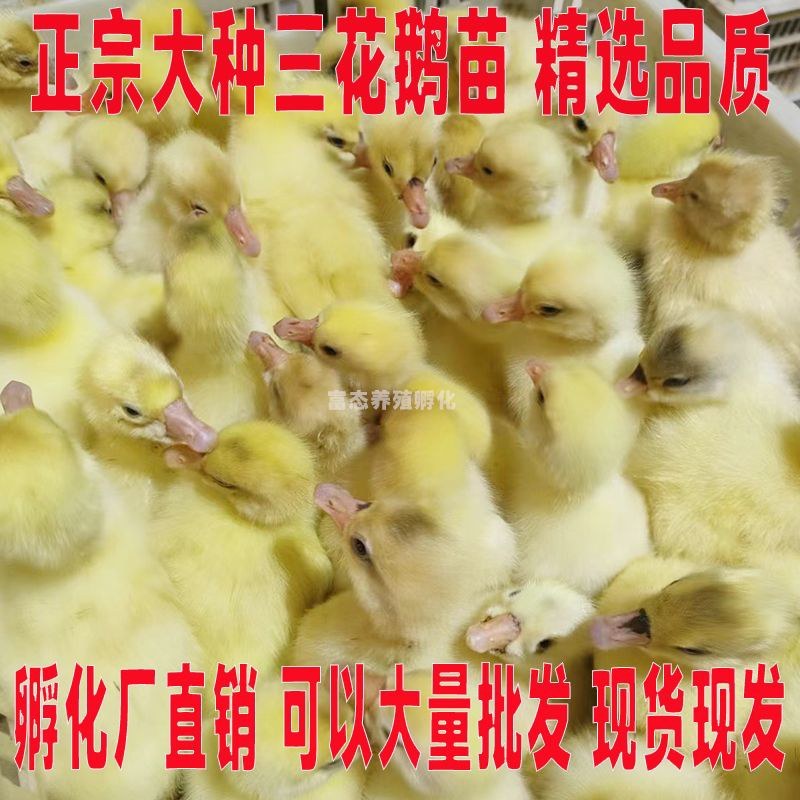 三花鹅苗诚信商家买1000送200包防疫包运输货到满意付