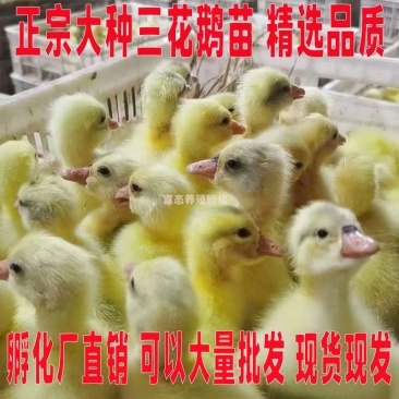 三花鹅苗诚信商家买1000送200包防疫包运输货到满意付