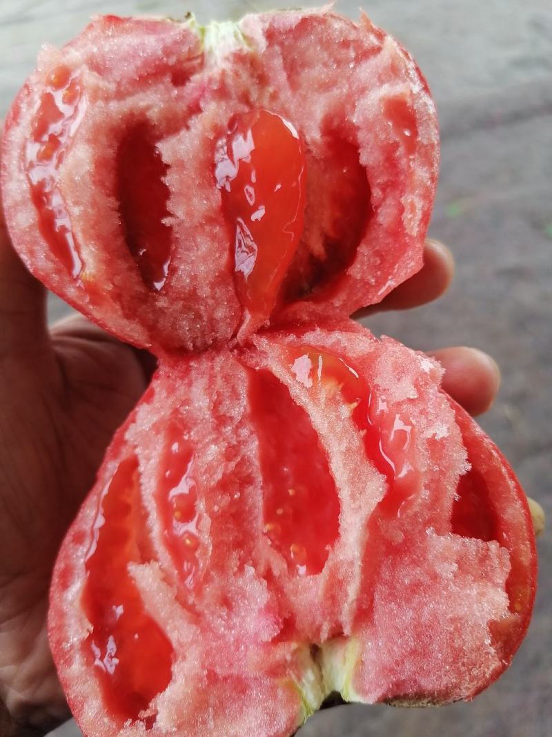 口感西红柿，每天一万斤没问题