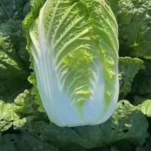 黄心白菜