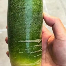 青皮萝卜