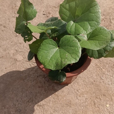 大吴风草