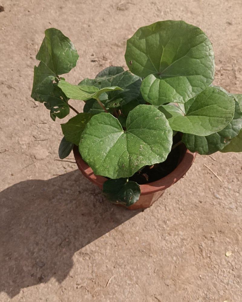 大吴风草