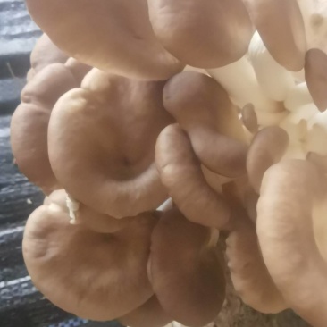 食用菌凤尾菇